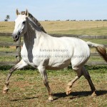 Fortuna Interagro/Interagro Lusitanos