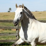 Fortuna Interagro/Interagro Lusitanos