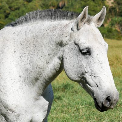 Fúlvia Interagro/Interagro Lusitanos