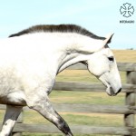 Fútil Interagro/Interagro Lusitanos