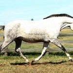 Fútil Interagro/Interagro Lusitanos