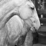 Guasca Interagro/Interagro Lusitanos