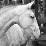 Guasca Interagro/Interagro Lusitanos