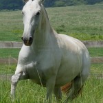 Guasca Interagro/Interagro Lusitanos