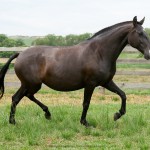Gazuza Interagro/Interagro Lusitanos