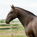 Gazuza Interagro/Interagro Lusitanos