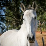Geada Interagro/Interagro Lusitanos