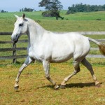 Gira Interagro/Martina Brandes