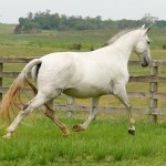 Godiva Interagro/Interagro Lusitanos