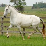 Godiva Interagro/Interagro Lusitanos