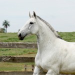 Godiva Interagro/Interagro Lusitanos