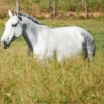 Greta Interagro/Interagro Lusitanos