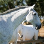 Greta Interagro/Interagro Lusitanos