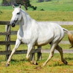 Gueixa Interagro/Martina Brandes