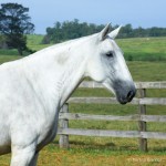 Gueixa Interagro/Martina Brandes