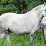 Gueixa Interagro/Interagro Lusitanos