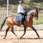 Ímpio Interagro & Alexandre Souza, 1st place Third Level at the 2nd phase of 2019 Interagro Dressage Ranking/Interagro Lusitanos