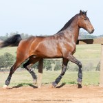 Ímpio Interagro, bay Lusitano gelding for sale. Photo: IInteragro Lusitanos