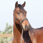 Ímpio Interagro, bay Lusitano gelding for sale. Photo: IInteragro Lusitanos