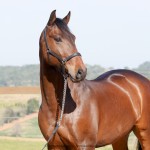 Ímpio Interagro, bay Lusitano gelding for sale. Photo: IInteragro Lusitanos