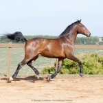Ímpio Interagro, bay Lusitano gelding for sale. Photo: IInteragro Lusitanos