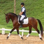 Ímpio Interagro, bay Lusitano gelding for sale. Photo:TUPA