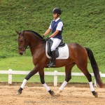 Ímpio Interagro, bay Lusitano gelding for sale. Photo:TUPA