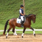 Ímpio Interagro, bay Lusitano gelding for sale. Photo:TUPA