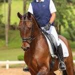 Ímpio Interagro, bay Lusitano gelding for sale. Photo:TUPA