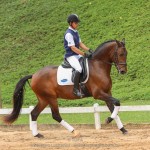 Ímpio Interagro, bay Lusitano gelding for sale. Photo:TUPA
