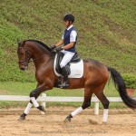 Ímpio Interagro, bay Lusitano gelding for sale. Photo:TUPA