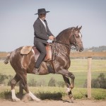 Divisadero Interagro, chestnut Lusitano stallion