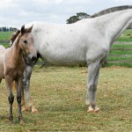 Fúlvia Interagro /Interagro Lusitanos