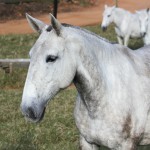 Fazenda Interagro/Interagro Lusitanos