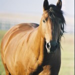 Núncio do Mirante/Interagro Lusitanos