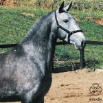 Orquestra (MV)/PGonzaga