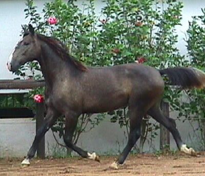 Radamanthus Interagro