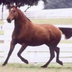 Saloia Interagro/Interagro Lusitanos