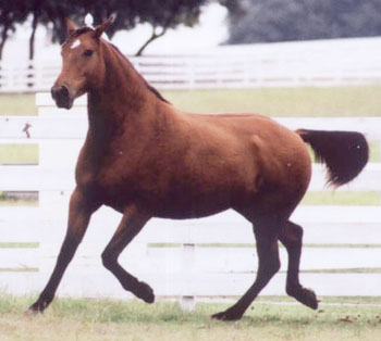 Saloia Interagro/Interagro Lusitanos