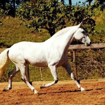 Sevilha Interagro/Johnny Duarte