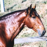 Temporal Interagro/ Interagro Lusitanos