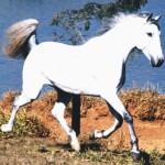 Tilath Interagro/Interagro Lusitanos