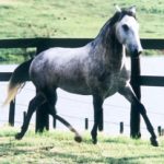 Toriba Interagro/Interagro Lusitanos