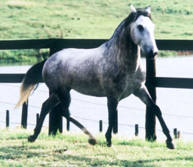 Toriba Interagro/Interagro Lusitanos