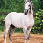 Triunfante Interagro/Interagro Lusitanos