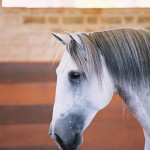Triunfante Interagro/Interagro Lusitanos