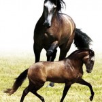 Ultrajado Interagro/Johnny Duarte