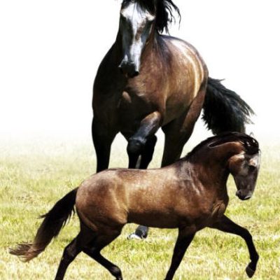 Ultrajado Interagro/Johnny Duarte