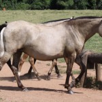 Upiki Interagro/Interagro Lusitanos