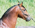 Urrante Interagro/Interagro Lusitanos